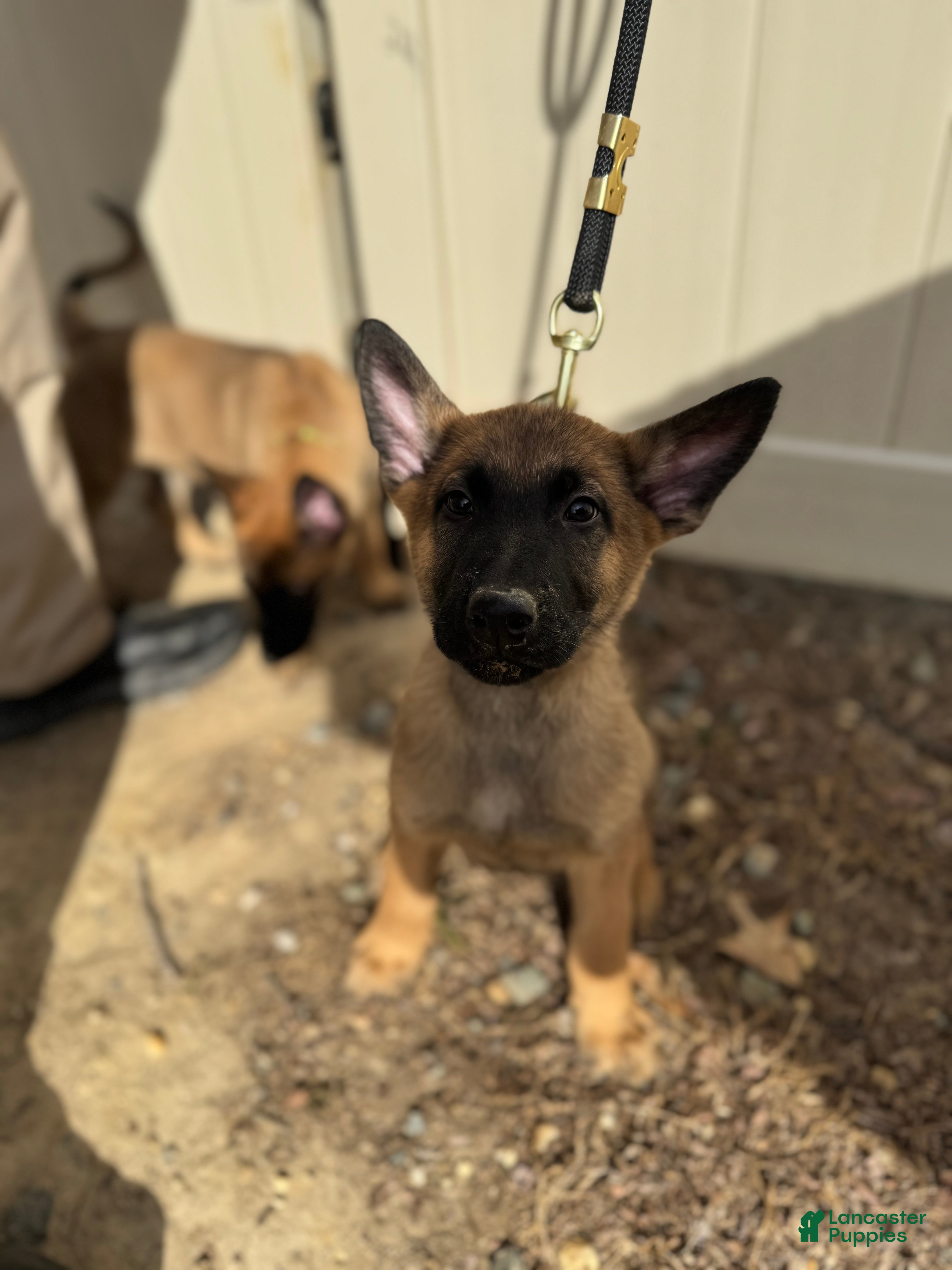 Mixed Breed dogs Red - Ad 41