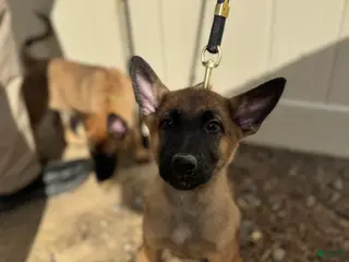 Mixed Breed dogs Red - Ad 22