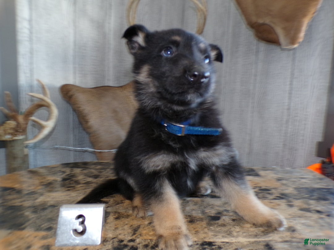German Shepherd dogs for sale: German Shepherd Puppy 3 Benny - Ad 2