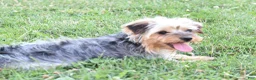 Yorkiepoo dogs for sale: Aimee - Ad 7