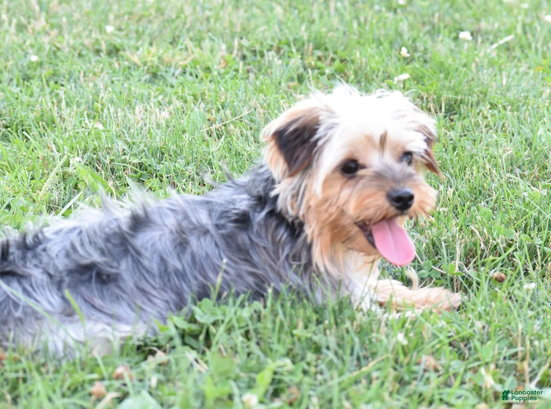 Yorkiepoo dogs for sale: Aimee - Ad 7
