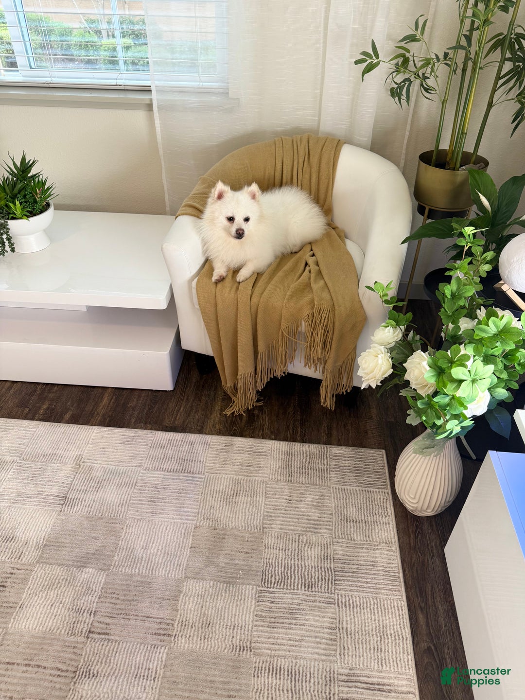 Pomeranian dogs for sale: Spunky ♥️ - Ad 1