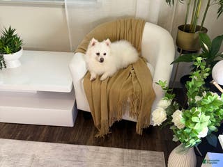 Pomeranian dogs Spunky ♥️ - Ad 4