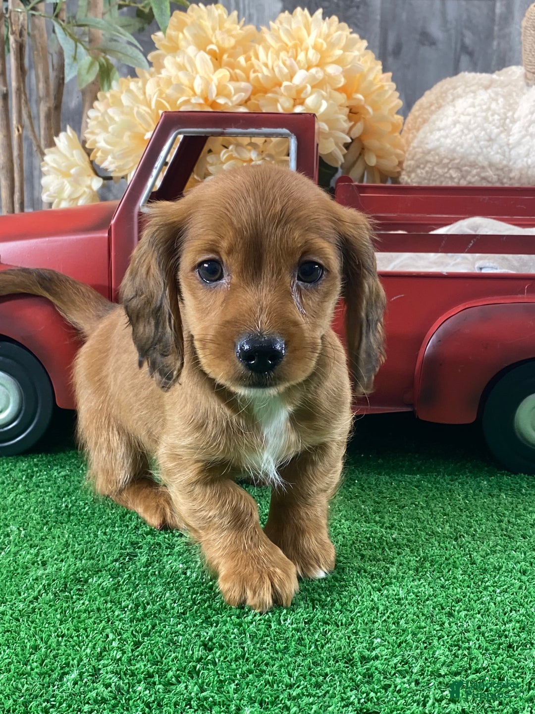 Dachshund dogs for sale: Dylan - Ad 2