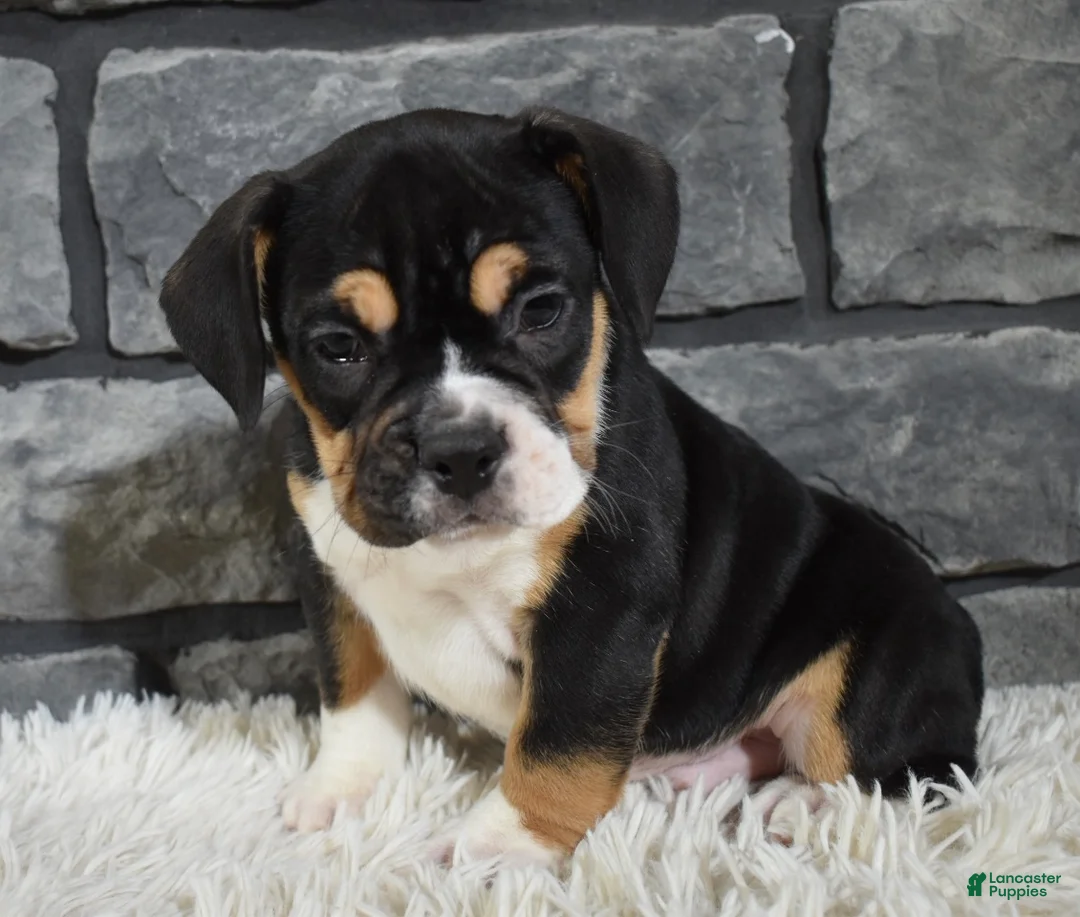 Mixed Breed dogs for sale: Diesel  - Ad 5