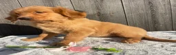 Golden Retriever dogs for sale: Dawn - Ad 2