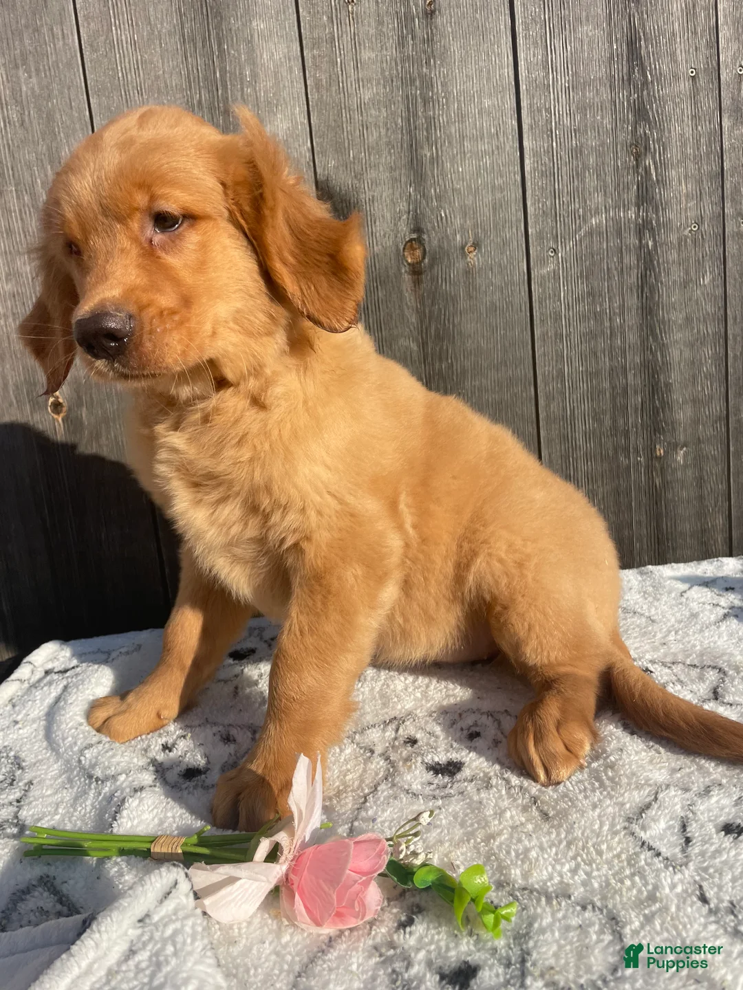 Golden Retriever dogs for sale: Dawn - Ad 2