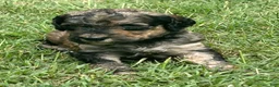 Bordoodle dogs for sale: Onyx - Ad 5