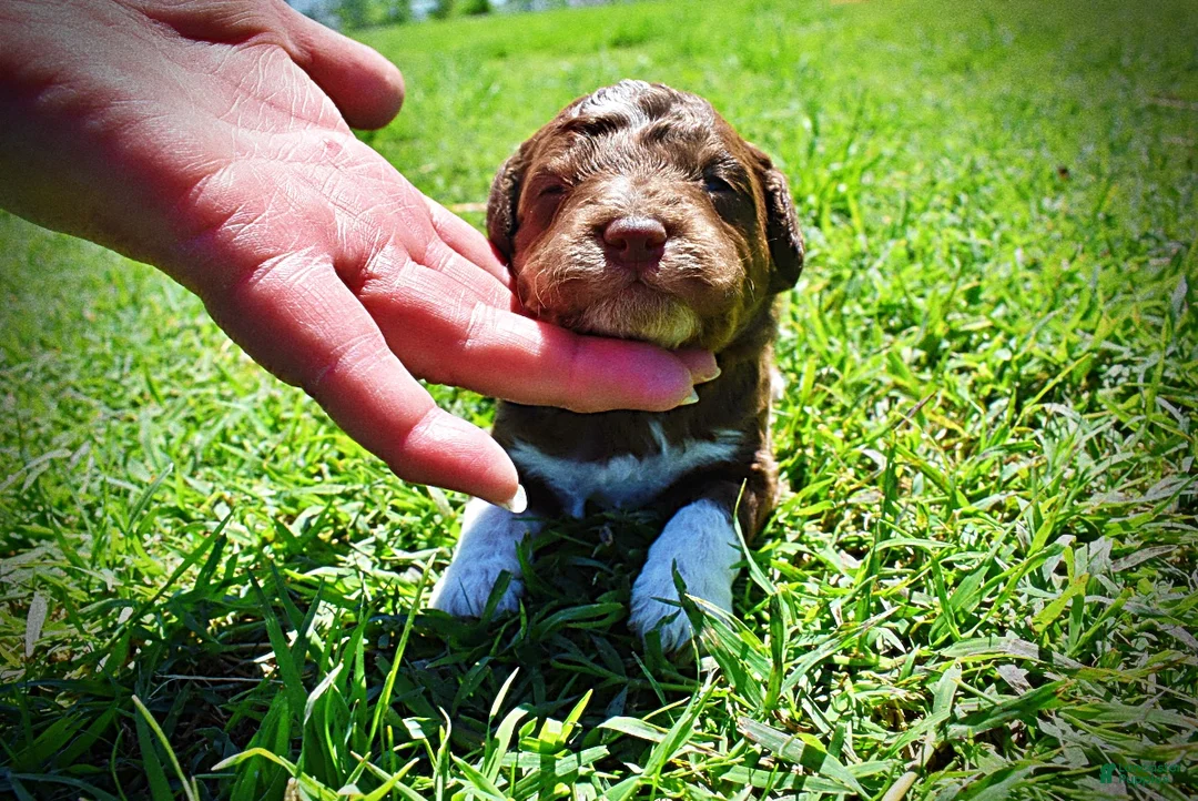 Havapoo dogs for sale: Patch - Ad 1