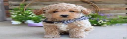 Toy Poodle dogs for sale: Miles - Ad 2