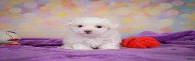Peanut