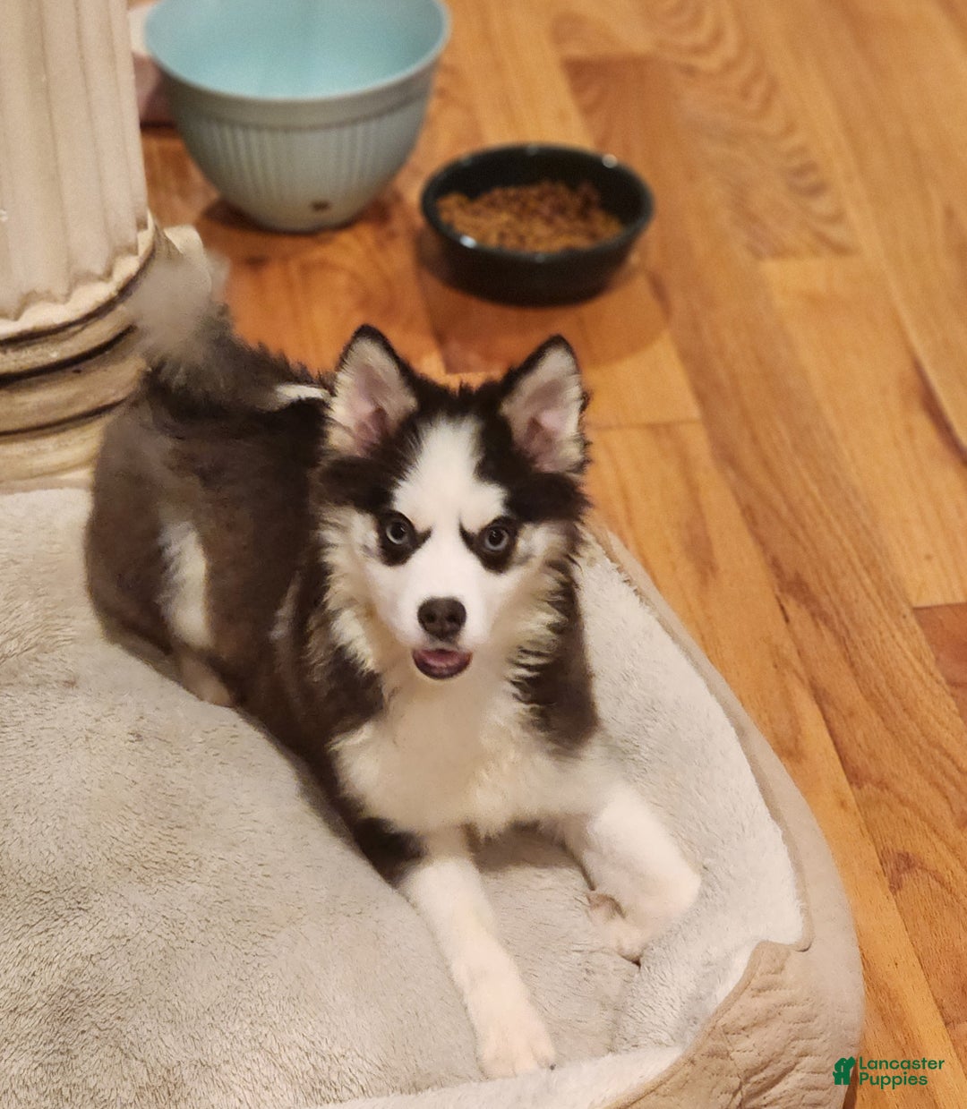 Pomsky dogs for sale: Bowser - Ad 4