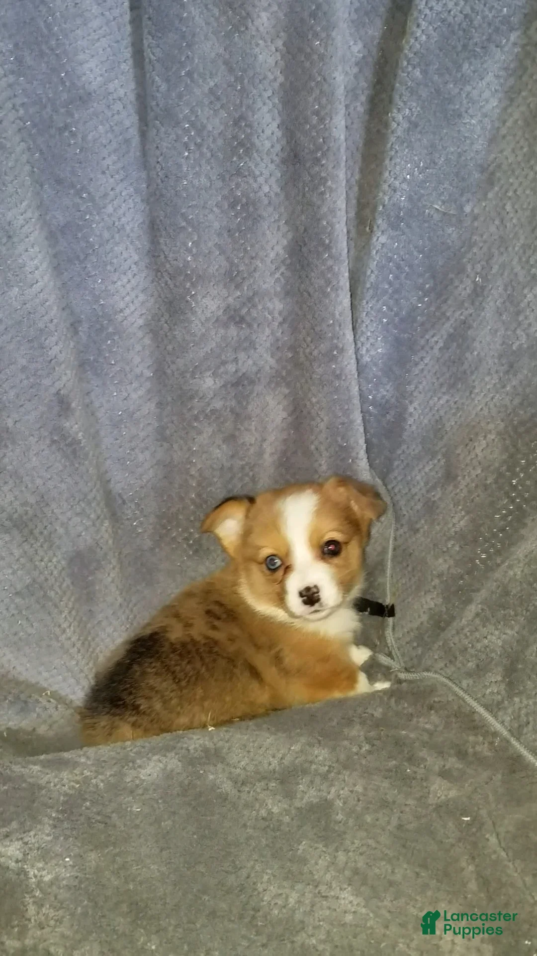Mixed Breed dogs for sale: Addie - Ad 5