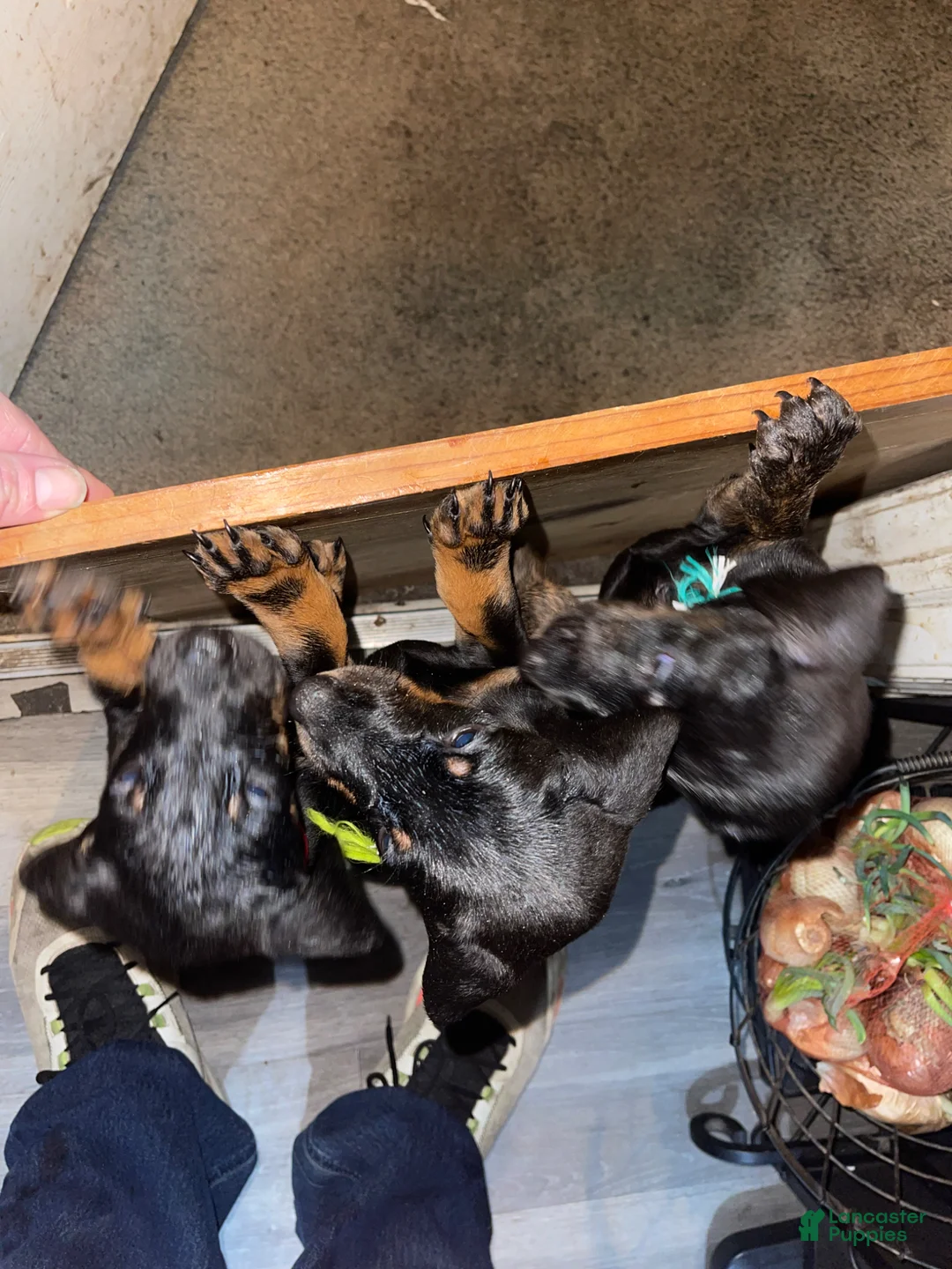 Doberman Pinscher dogs for sale: Doberman Pinscher Puppy 4 - Ad 6