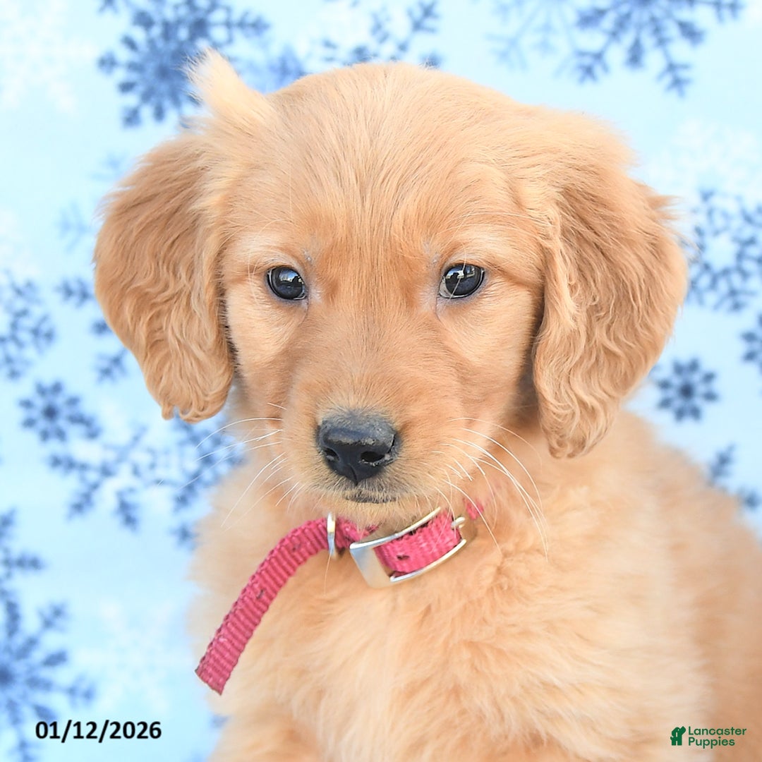 Golden Retriever dogs for sale: Lucky - Ad 3