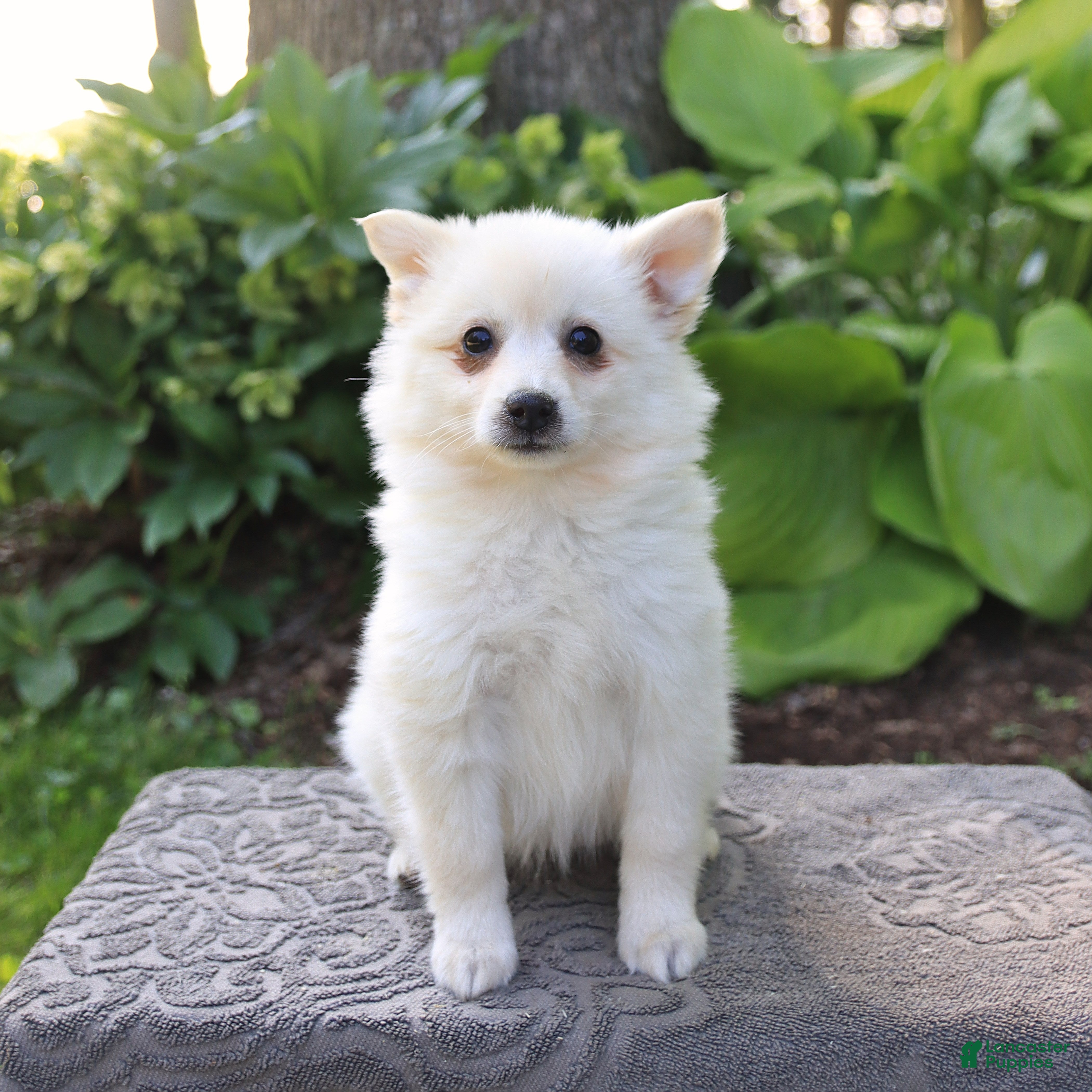 Dog Price Miniature American Eskimo Puppies For Sale 1-3 Months