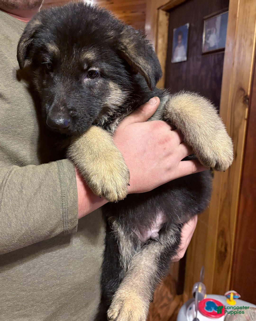German Shepherd dogs for sale: Duke - Ad 2