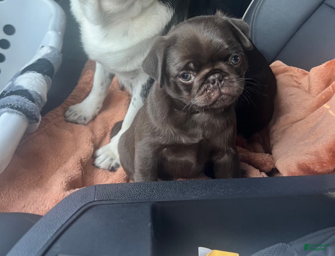 Pug dogs for sale: Chocolate  - Ad 1