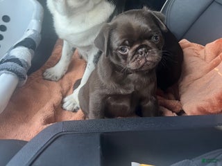 Pug dogs Chocolate - Ad 32