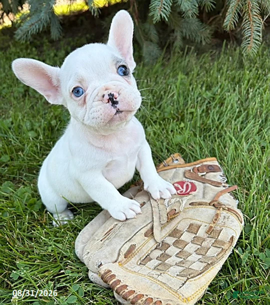 French Bulldog dogs for sale: Louie - Ad 1