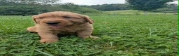 Golden Retriever dogs for sale: Blain - Ad 5