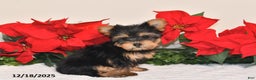 Yorkshire Terrier dogs for sale: Jenny - Ad 2
