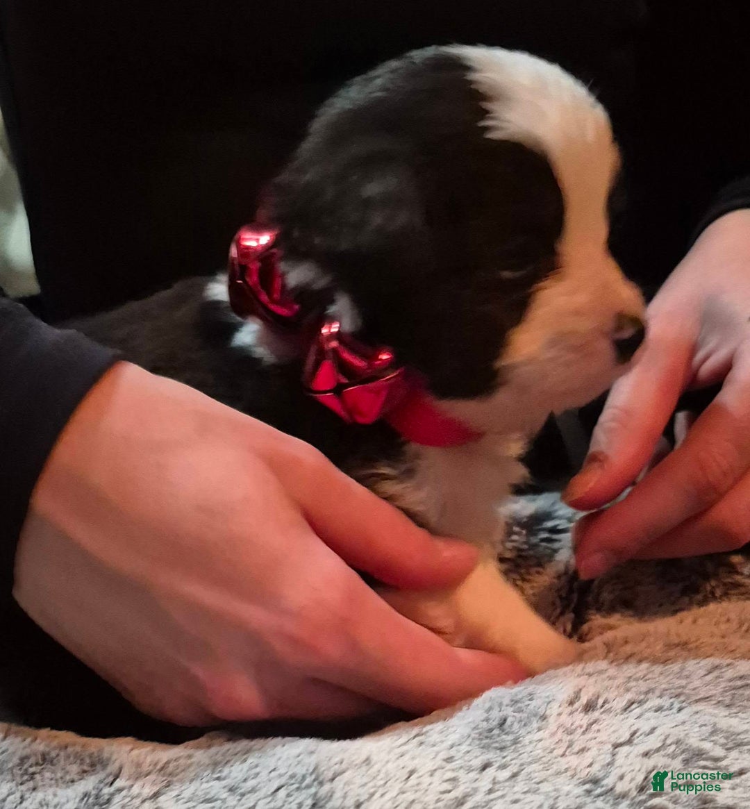 Toy Australian Shepherd dogs for sale: Toy Australian Shepherd Puppy 1 - Ad 3