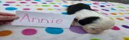 Sheepadoodle dogs for sale: Sheepadoodle 5 - Ad 4