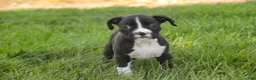 Boxer dogs for sale: Chloe - Ad 3