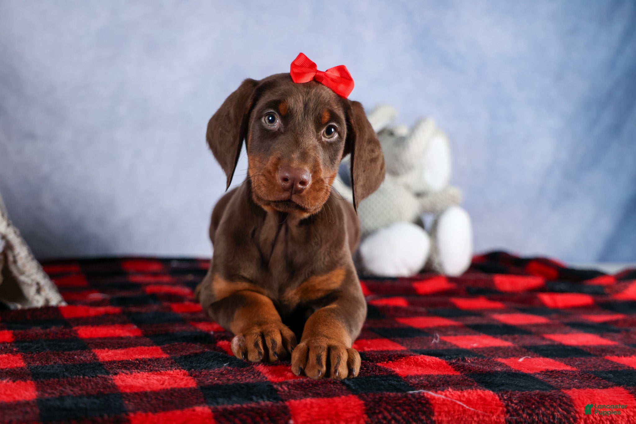 Doberman Pinscher dogs FRANK - Ad 1