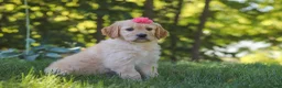 Mixed Breed dogs for sale: Jasmine - Ad 3