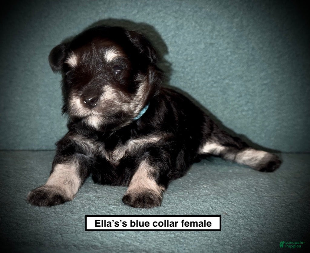 Miniature Schnauzer dogs AKC Ella's Blue Collar Female - Ad 30