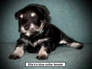 Miniature Schnauzer dogs AKC Ella's Blue Collar Female - Ad 30