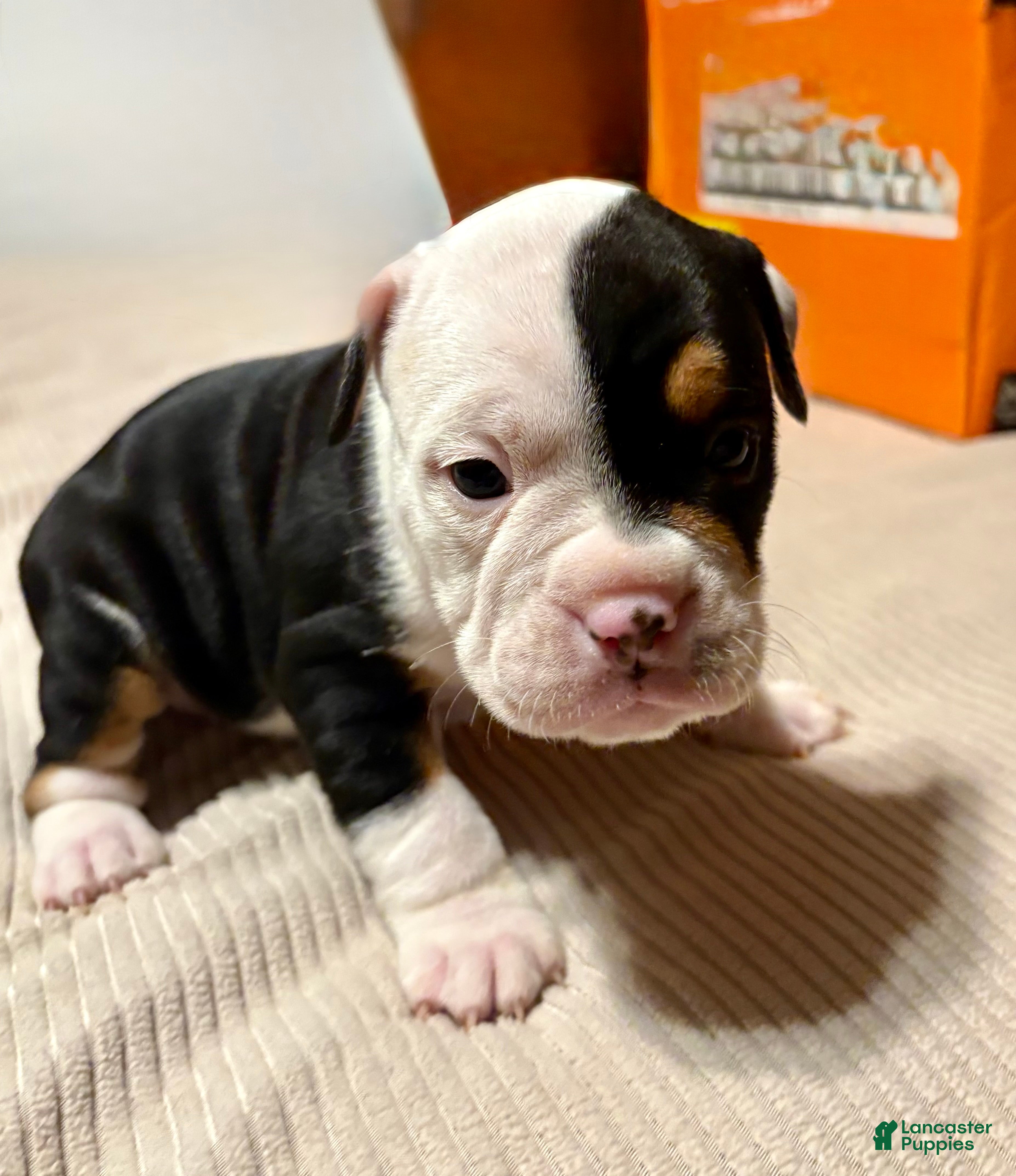 Olde English Bulldogge dogs Teeter - Ad 1