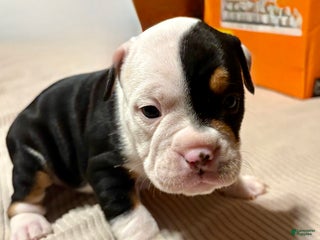 Olde English Bulldogge dogs Teeter - Ad 25