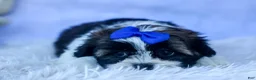 Shih Tzu dogs for sale: SAMSON - Ad 11