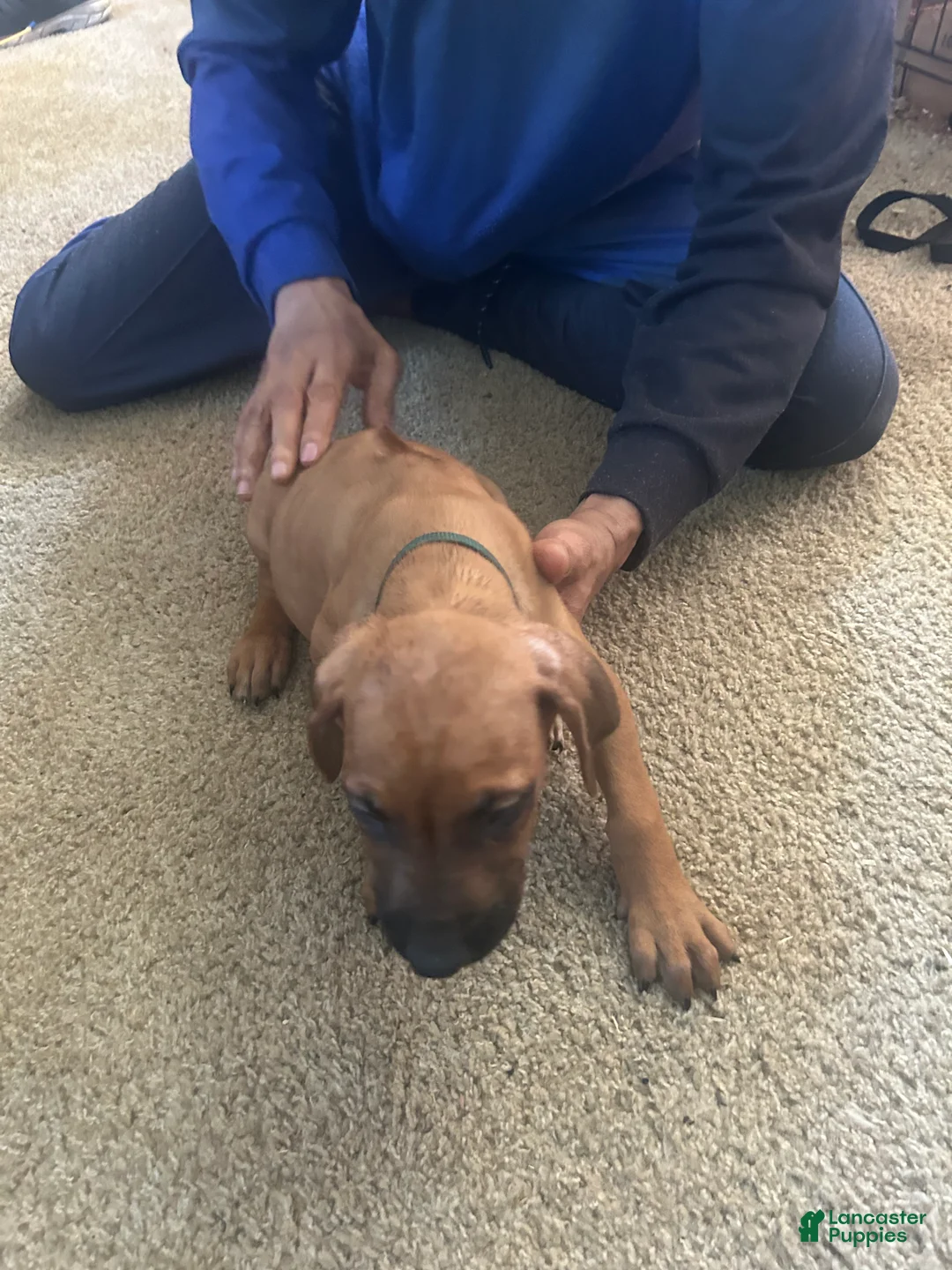 Rhodesian Ridgeback dogs for sale: Rhodesian Ridgeback Puppy 3 Green Collar  - Ad 4
