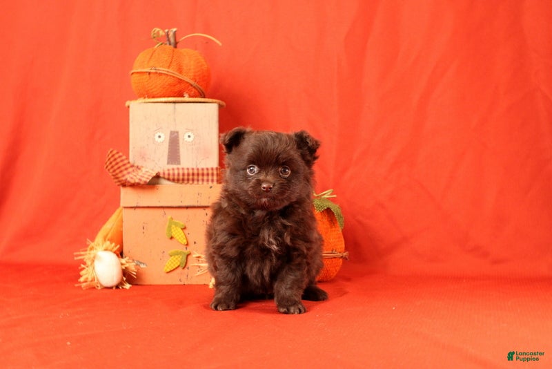 Pomeranian dogs for sale: Jack - Ad 1