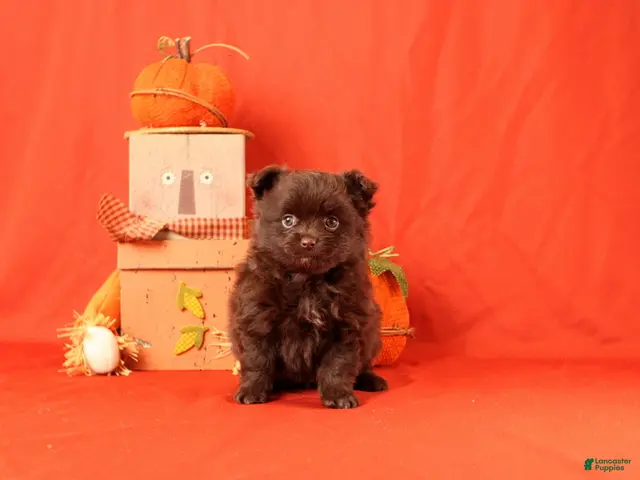 Pomeranian dogs for sale: Jack - Ad 1