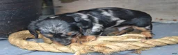 Dachshund dogs for sale: Toby - Ad 4