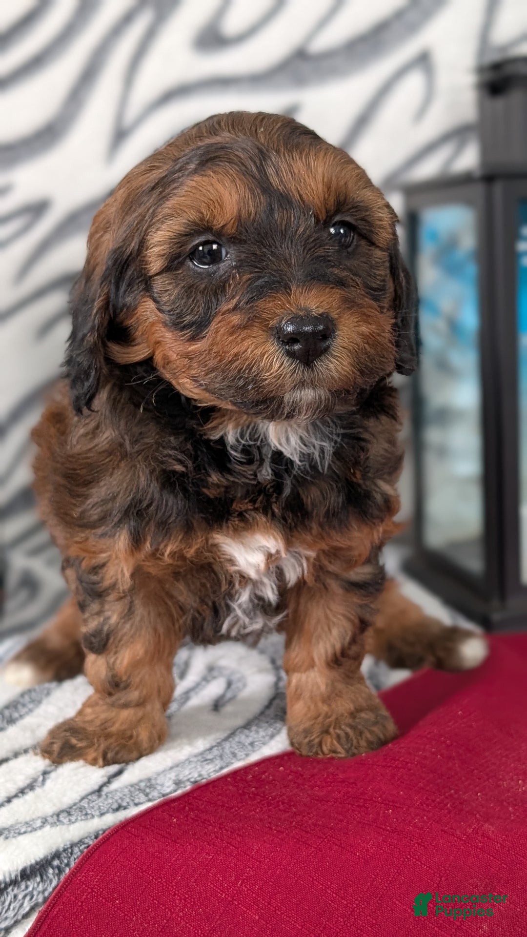 Mixed Breed dogs for sale: Addi - Ad 2