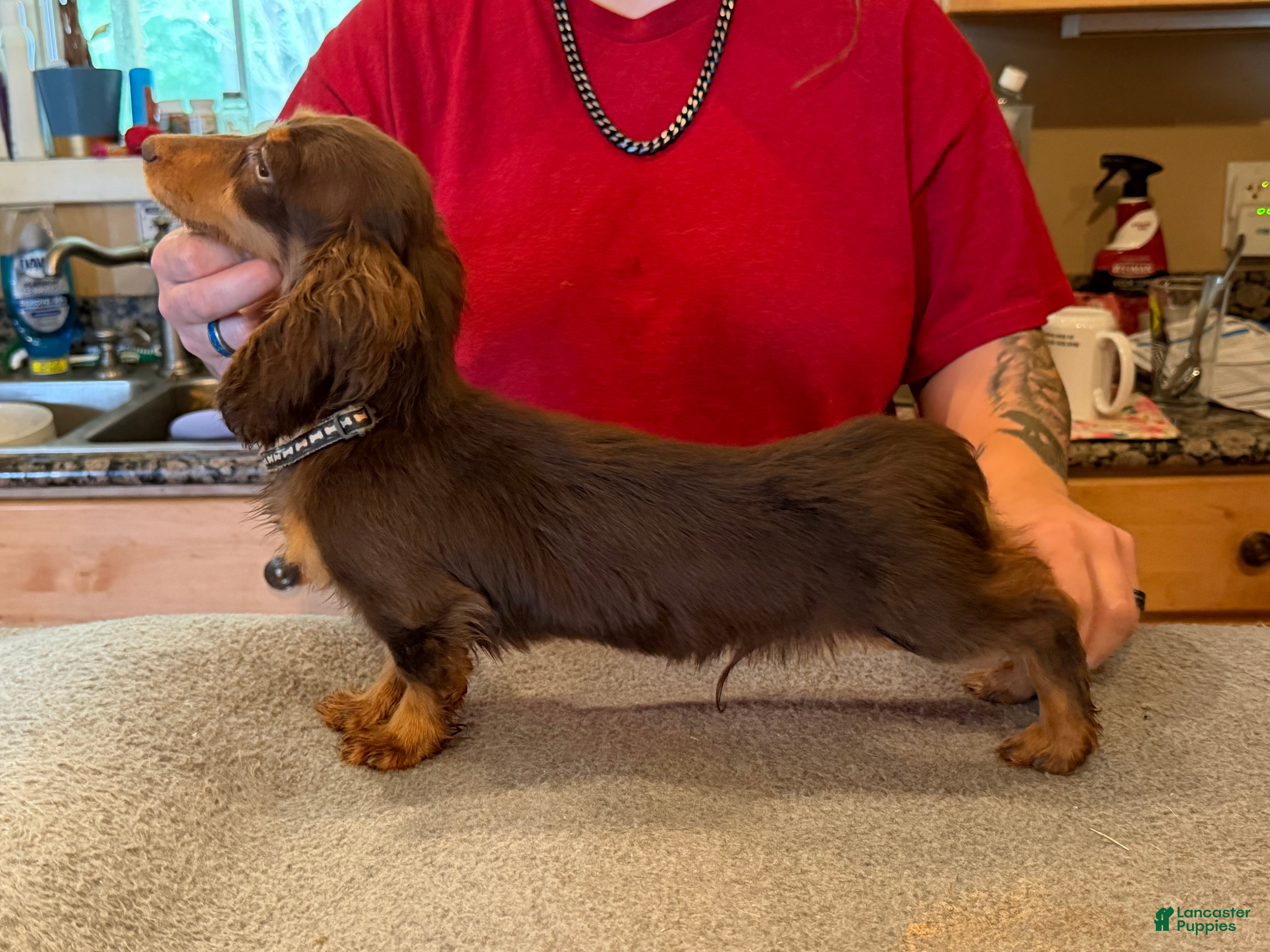 Miniature Dachshund dogs Russian AKC boy - Ad 3