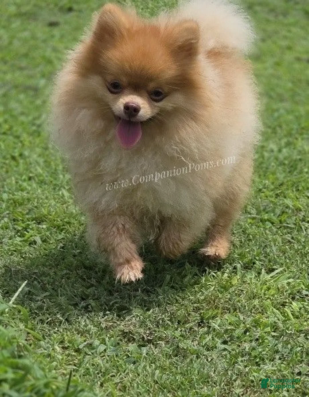 Pomeranian dogs for sale: Rare Beaver Color - Dolce - Teacup - 4 pounds - CH Lines! - Ad 1