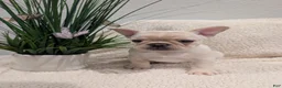 French Bulldog dogs for sale: French Bulldog boy #3 - Ad 2