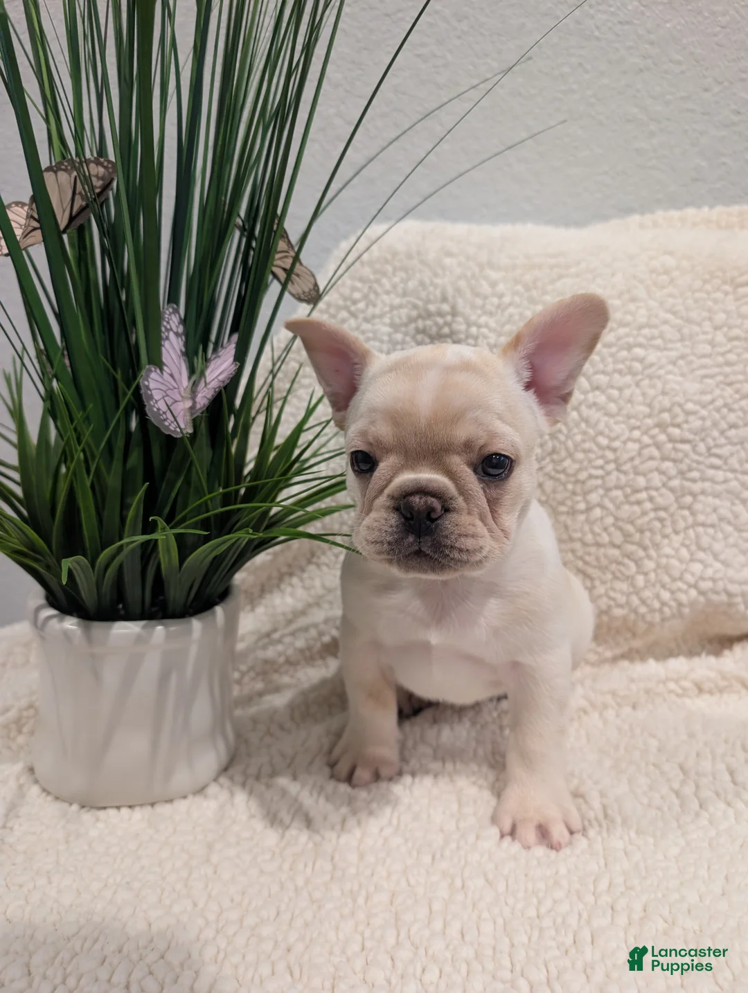 French Bulldog dogs for sale: French Bulldog boy #3 - Ad 2