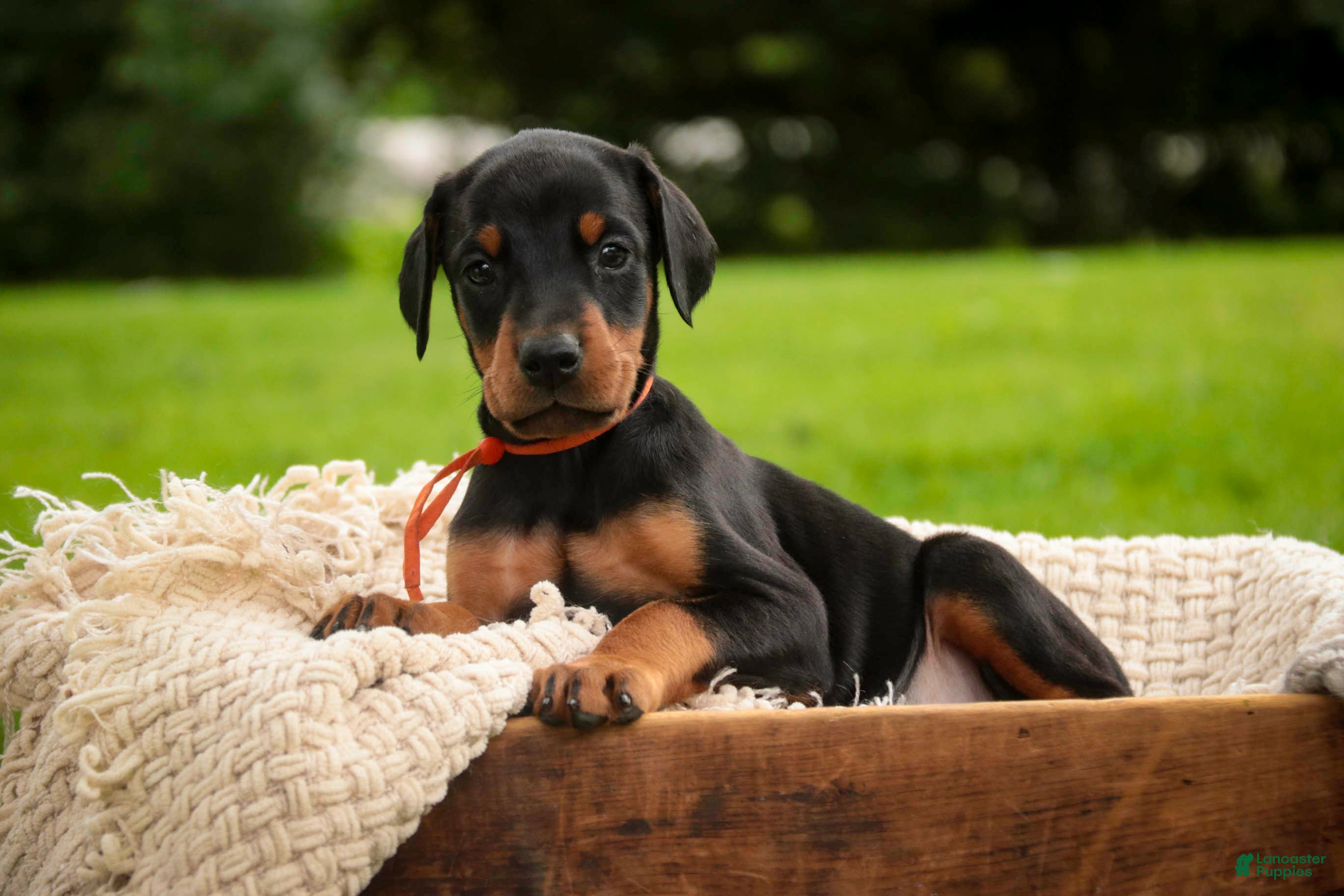 Doberman Pinscher dogs for sale: Isadora - Ad 5