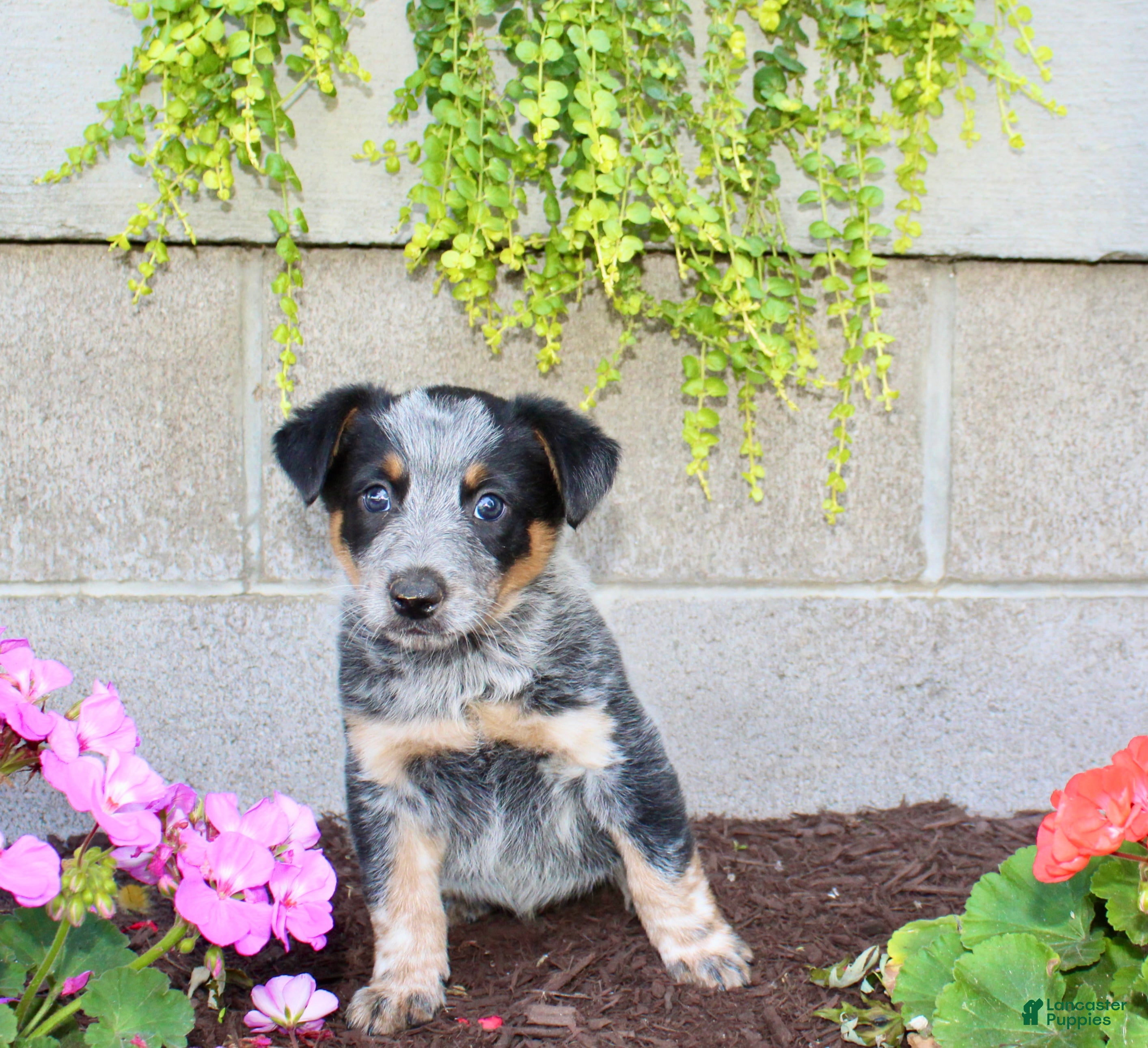 Australian Cattle Dog dogs Buster - Ad 2