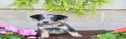 Australian Cattle Dog dogs for sale: Buster - Ad 2