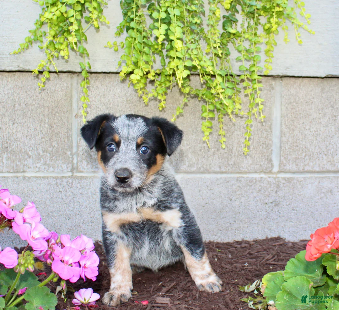 Australian Cattle Dog dogs for sale: Buster - Ad 2