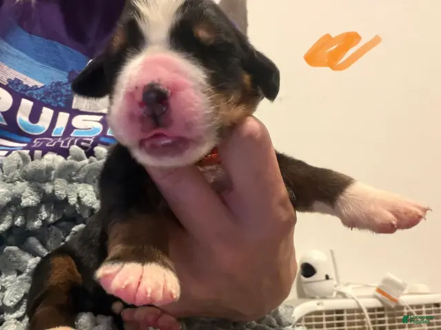 Bernese Mountain Dog dogs Orange - Ad 9